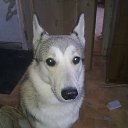 ���� �����, ������, 52 ���� - ��������� 7 ������� 2015 � ������ ���� ,,�����,,�