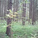 ���� �������, �����, 53 ���� - ��������� 24 ������� 2015 � ������ ���� ����������