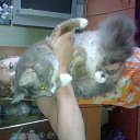 ���� �������, ������, 47 ��� - ��������� 26 ������� 2015