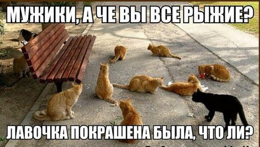 Негде. Рыжие коты приколы с надписями. Толстый кот на лавочке. Рыжий кот прикол юмор. Коты на скамейке прикол.