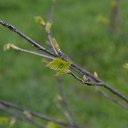 ���� ����, �������, 66 ��� - ��������� 22 ������ 2015 � ������ ������ 2015�