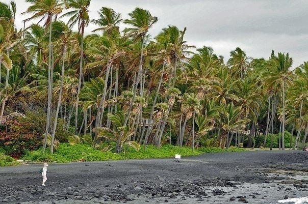    Punaluu Beach, . -  ,     ...