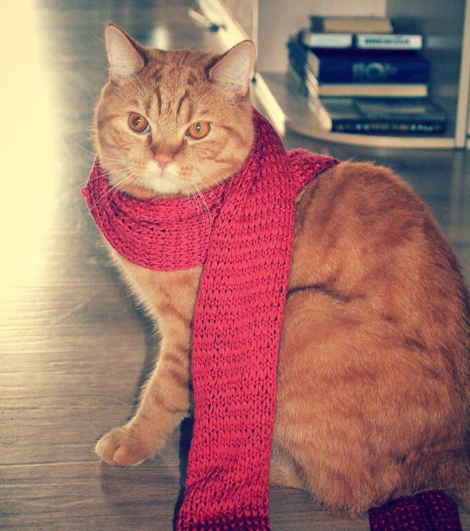 Очень серьезный кот )))