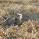 ���� Alex S, ������������, 60 ��� - ��������� 11 ����� 2015 � ������ �2�