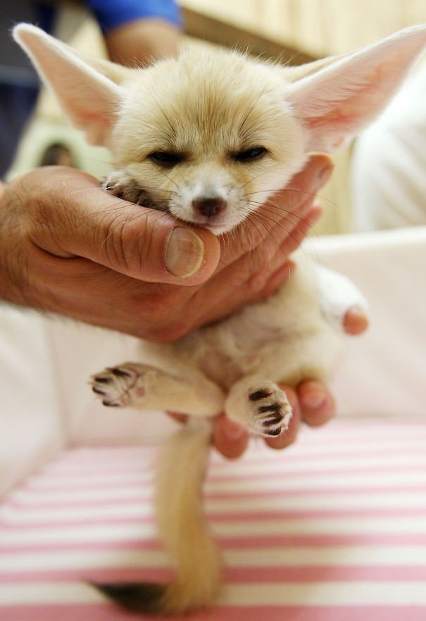 10 �������, ������ ������ :).#animal@travel.blog - 2