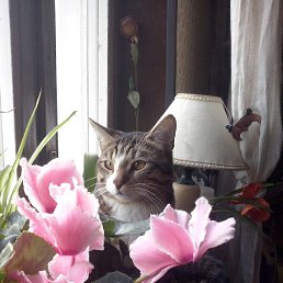 ���� �������, ������, 57 ��� - ��������� 2 ����� 2015