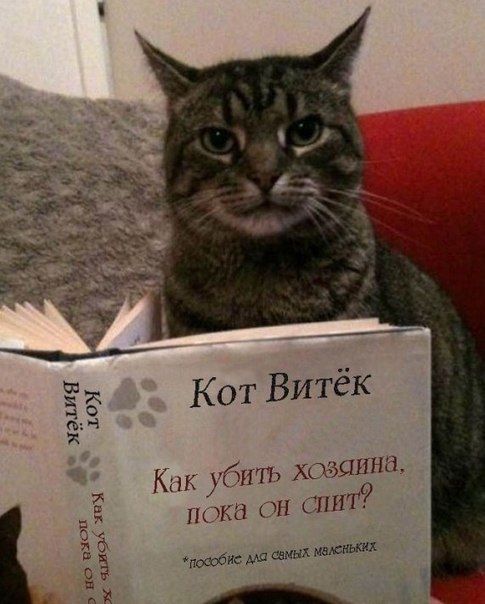 Кажется, мой кот что-то задумал...