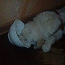 ���� �������� ���������, ���������, 54 ���� - ��������� 4 ������ 2015 � ������ �г���