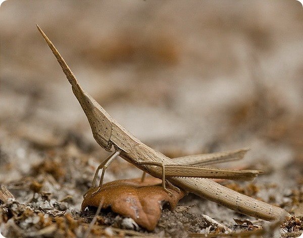 - (. Achurum carinatum)