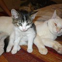  , , 51  -  14  2014    .