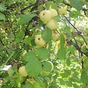 ���� ����, ������ - ��������� 20 ������� 2014 � ������ ������� 2014 (����� ) ��� �������