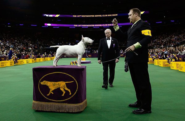 Как научить