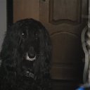 ���� ��������, ������, 73 ���� - ��������� 1 ������ 2015 � ������ ���� ����������