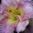 ��� ������� �� ������� ������