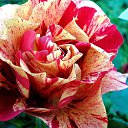 ���� �����, ������ - ��������� 7 ������ 2015 � ������ ������ ��������