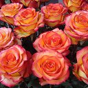 ���� ����, ������ - ��������� 18 ������� 2014 � ������ ������ ��������