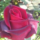 ���� ������, ���������, 58 ��� - ��������� 5 ����� 2015 � ������ ������ ��������