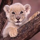 ���� �������� ������, ������������, 55 ��� - ��������� 24 ������ 2015