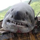 ���� �, ������-��-����, 54 ���� - ��������� 22 ������� 2015 � ������ ������ ��������