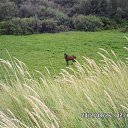 ���� ������� ��������, ������, 42 ���� - ��������� 30 ������ 2015 � ������ ���� ����������