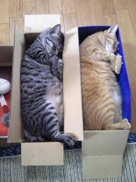 Синхронные коты. Это заговор. - 5