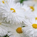 ���� ***�������***, �������� - ��������� 11 ������ 2015 � ������ �������..�