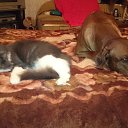 ���� ��������, ������, 56 ��� - ��������� 26 ����� 2015 � ������ ���� ����������