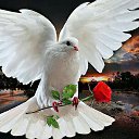 ���� �����, �����, 36 ��� - ��������� 13 ������� 2015 � ������ ���� ����������