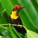 ���� Delaros, �������, 38 ��� - ��������� 1 ������ 2015 � ������ �Hummingbirds�