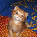 ��� ����� �� ������) �� ������� ���� ����������