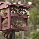 ���� ������, �����, 69 ��� - ��������� 8 ������� 2015 � ������ �������