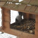  , , 50  -  4  2015   2015