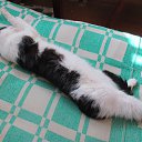 ���� ������, �����, 41 ��� - ��������� 8 ������ 2015 � ������ ���� ����������