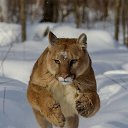 ���� ������, ���������, 46 ��� - ��������� 11 ������� 2015 � ������ ������ ��������