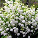 ���� �������, �����������, 61 ��� - ��������� 27 ����� 2015 � ������ ���� ����������