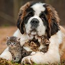 ���� �������, �������, 55 ��� - ��������� 12 ������ 2015 � ������ ���� ����������