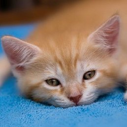 ����, ������, 23 ����