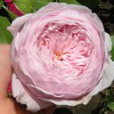 ���� ������, �������� - ��������� 18 ������� 2015 � ������ ���� �����