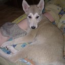 ���� �����, ������, 52 ���� - ��������� 7 ������� 2015 � ������ ���� ,,�����,,�