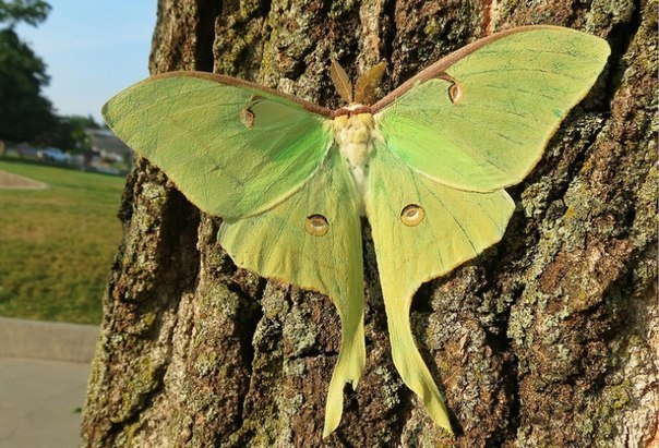       Actias luna      ...