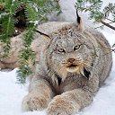 ���� ������, ����, 56 ��� - ��������� 1 ����� 2015 � ������ ������ ��������