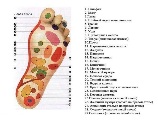 Массаж стоп оказывает стимулирующее воздействие не только на мышцы ног. Он благотворен для всего ...