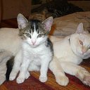  , , 51  -  14  2014    .