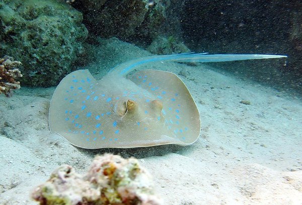 Красное море обитатели фото