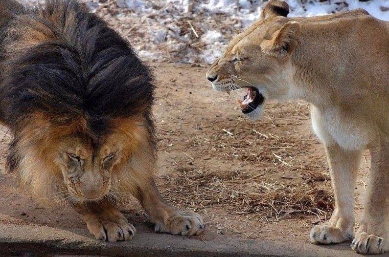 �� ����� ����� ... - 4