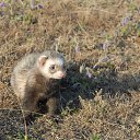 ���� Alex S, ������������, 60 ��� - ��������� 11 ����� 2015 � ������ �2�