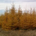 ���� �������, ���������, 52 ���� - ��������� 3 ������ 2015 � ������ ������ ��������