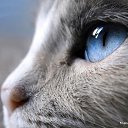 ���� ��������, ������, 53 ���� - ��������� 12 ����� 2015