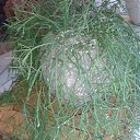 ���� Zinaida, ���� - ��������� 16 ����� 2015 � ������ ����������