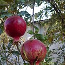 ���� ������ �������, �������, 67 ��� - ��������� 1 ������ 2015 � ������ �������